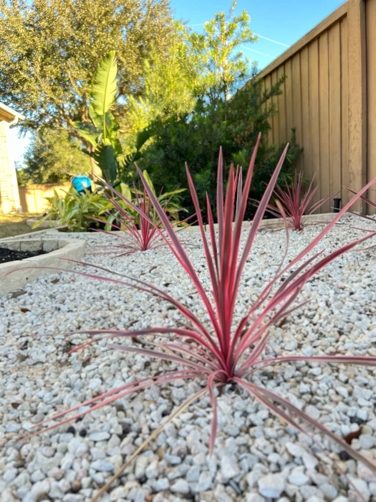 Putting Green, Backyard Paradise and Front yard Makeover in Fulshear!
