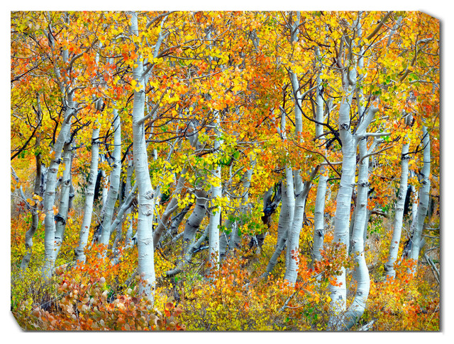 Trunks of Aspen Trees Outdoor Art - Contemporary - Outdoor Wall Art ...