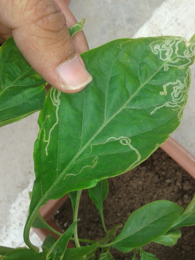 White Marks On Pepper Leaves