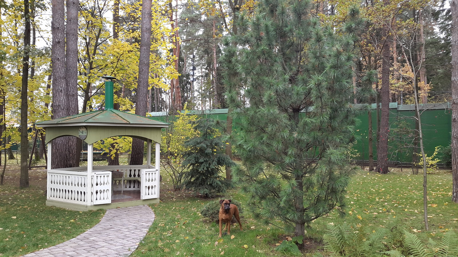 Теневой сад в Молоденово