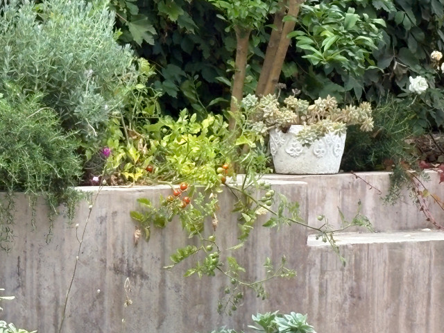Various Santa Barbara Projects contemporary-garden