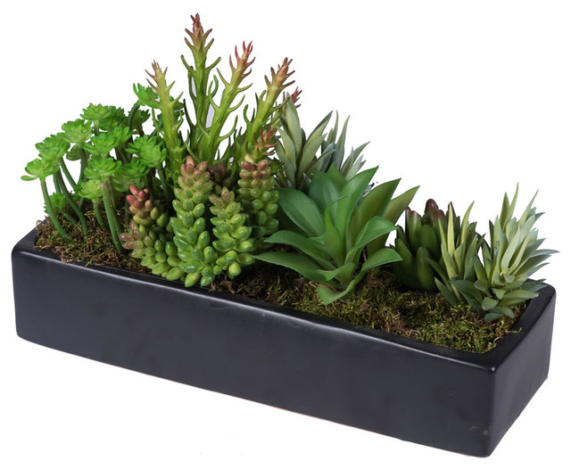 vickerman company 12 quot succulent arrangement in black tray plants houzz vickerman company 12 quot succulent arrangement in black tray plants houzz