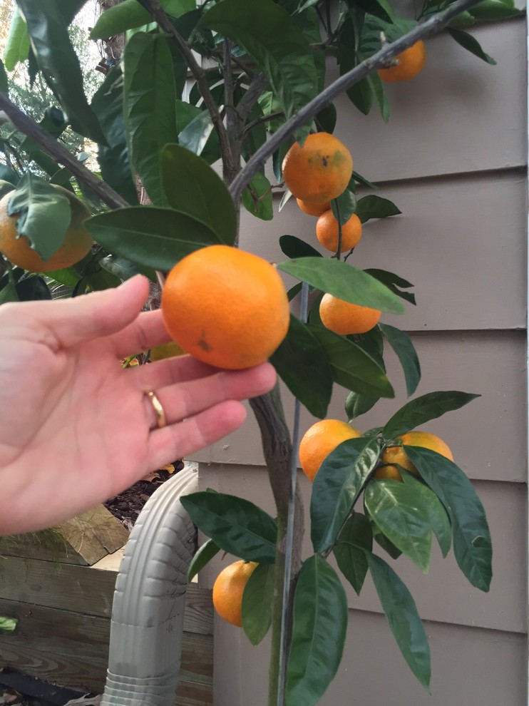 Satsumas starting to get tasty