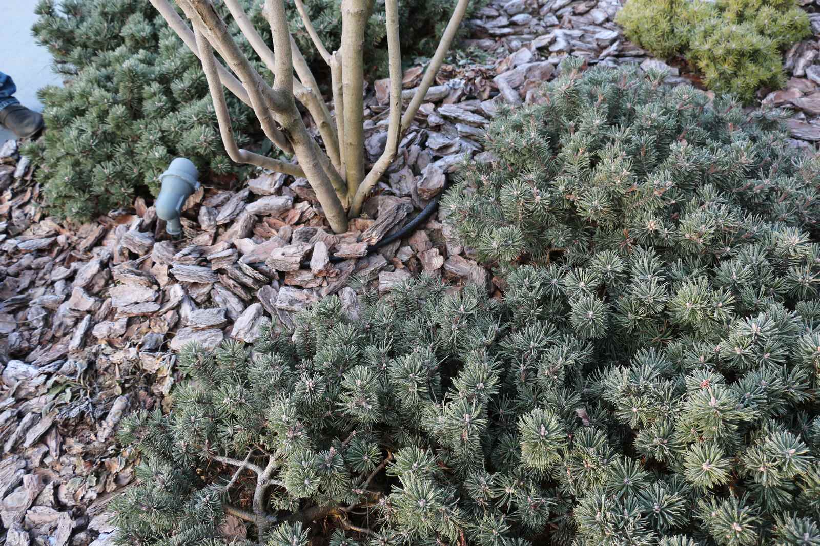 Светлогорье