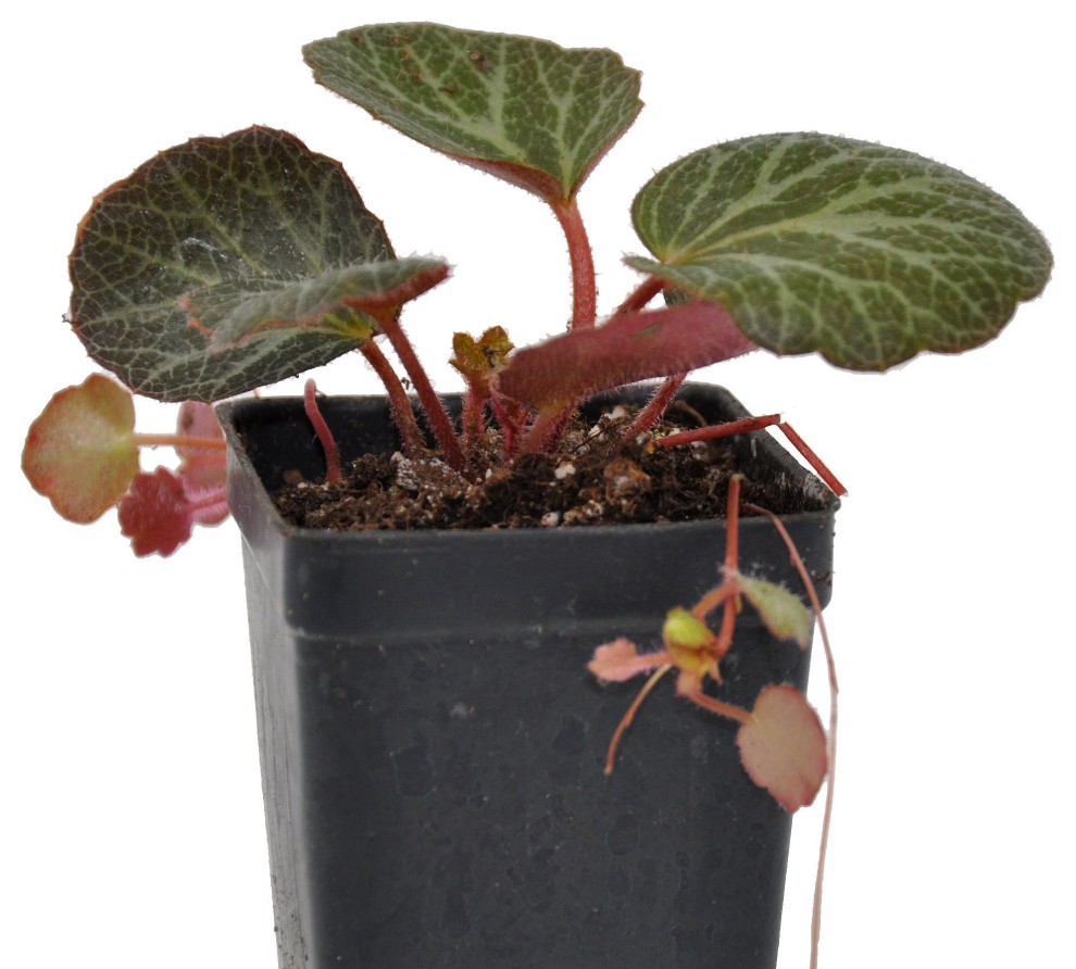 Saxifraga stolonifera - Strawberry Begonia
