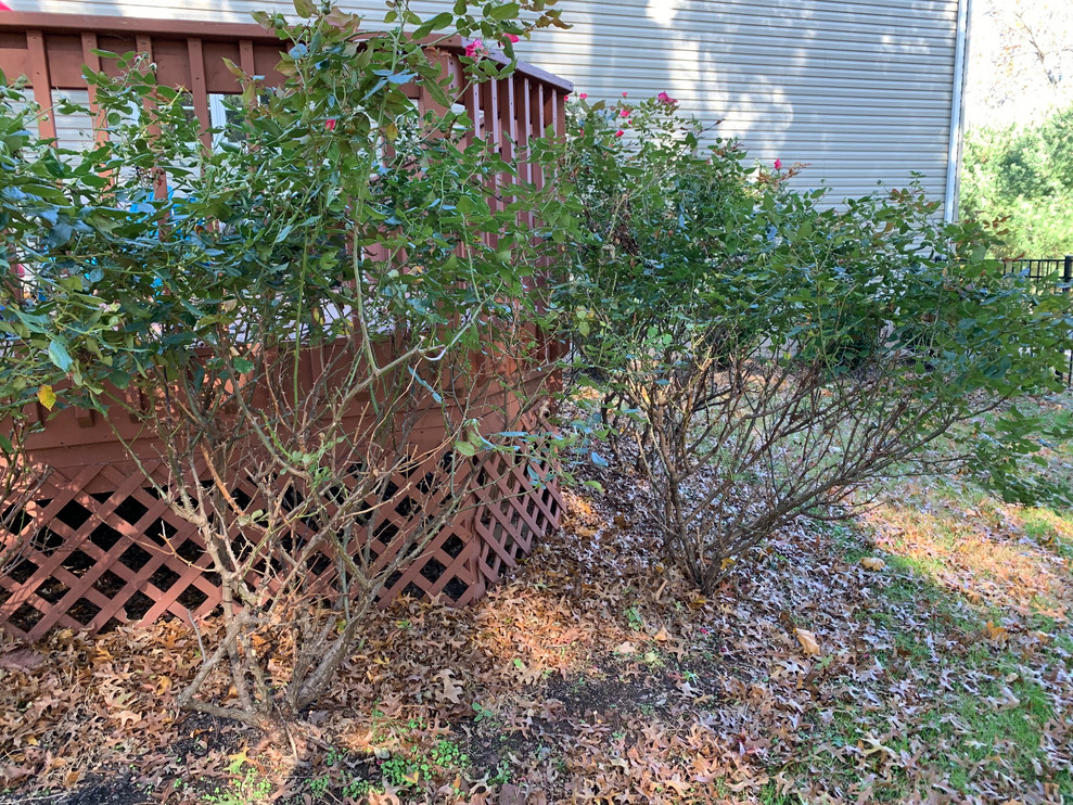 Roses growing too tall and bare at bottom. How/when to prune?