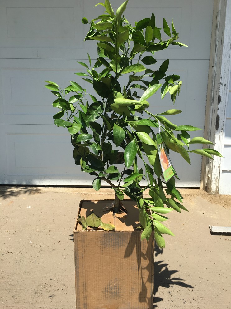 costco owari satsuma