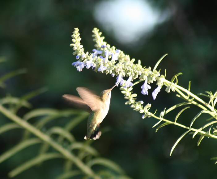 How to Find the Right Native Plants for Your Yard