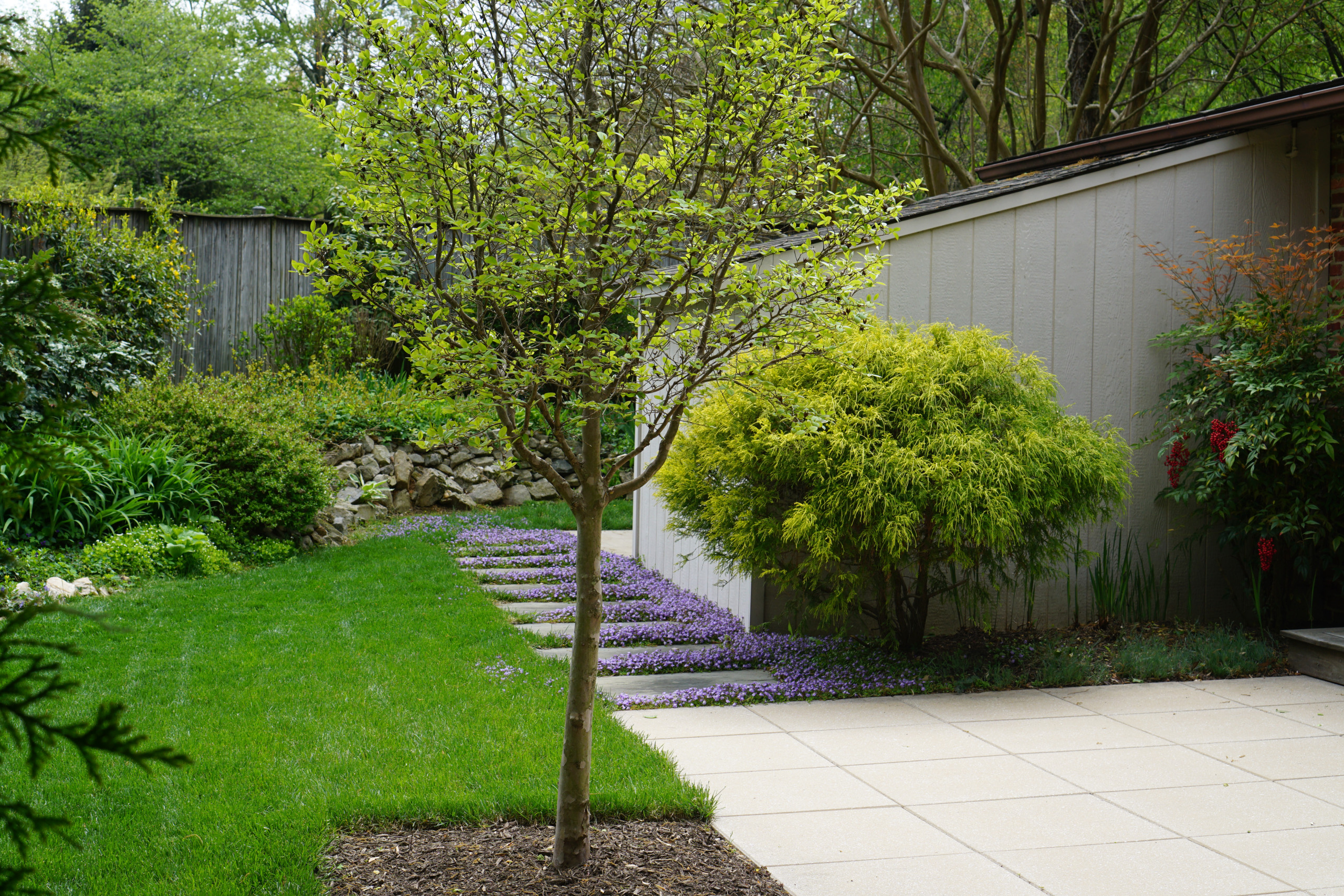 Mid-Century Modern Home Rear Garden