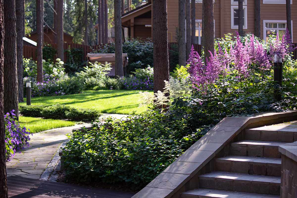 Еловая аллея