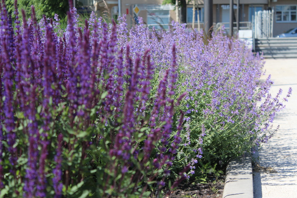 Цветники Советской площади