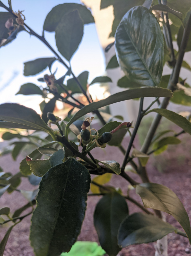 How to tell if Meyer lemon was pollinated