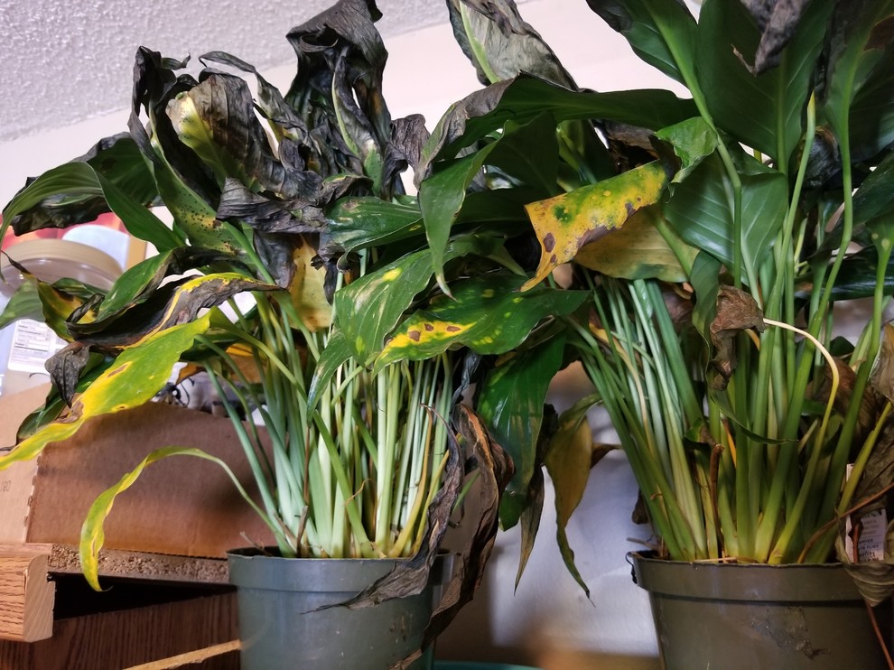 Peace lilies with cold damage + frequent drooping | Houzz Forum