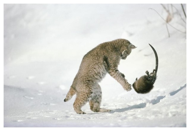Bobcat hunting Muskrat in the winter, Idaho" Print by Michael Quinton,  20"x14" - Contemporary - Prints And Posters - by Global Gallery | Houzz