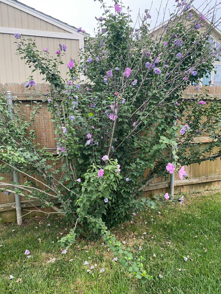 Double Flowered Purple Pillar Rose of Sharon?