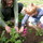 Little Saplings Children's gardening