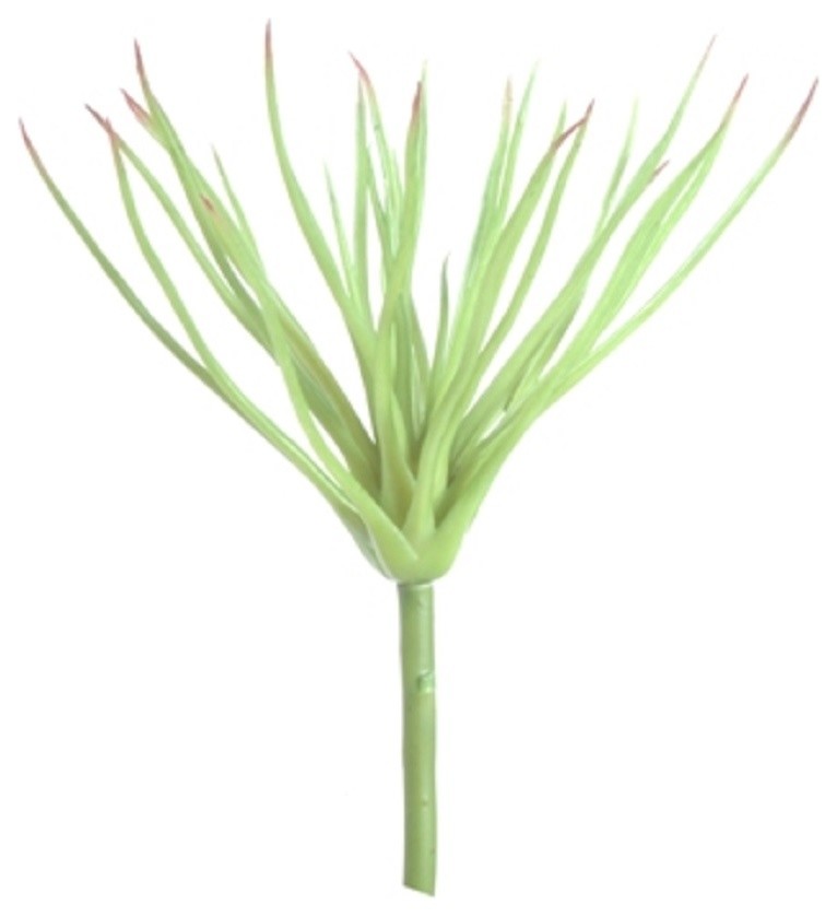 Tillandsia Succulent (Pack Of 12)