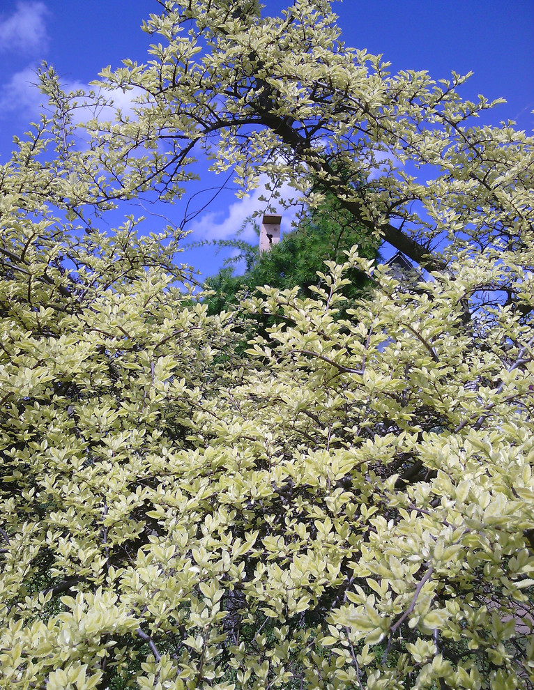 Наш собственный сад