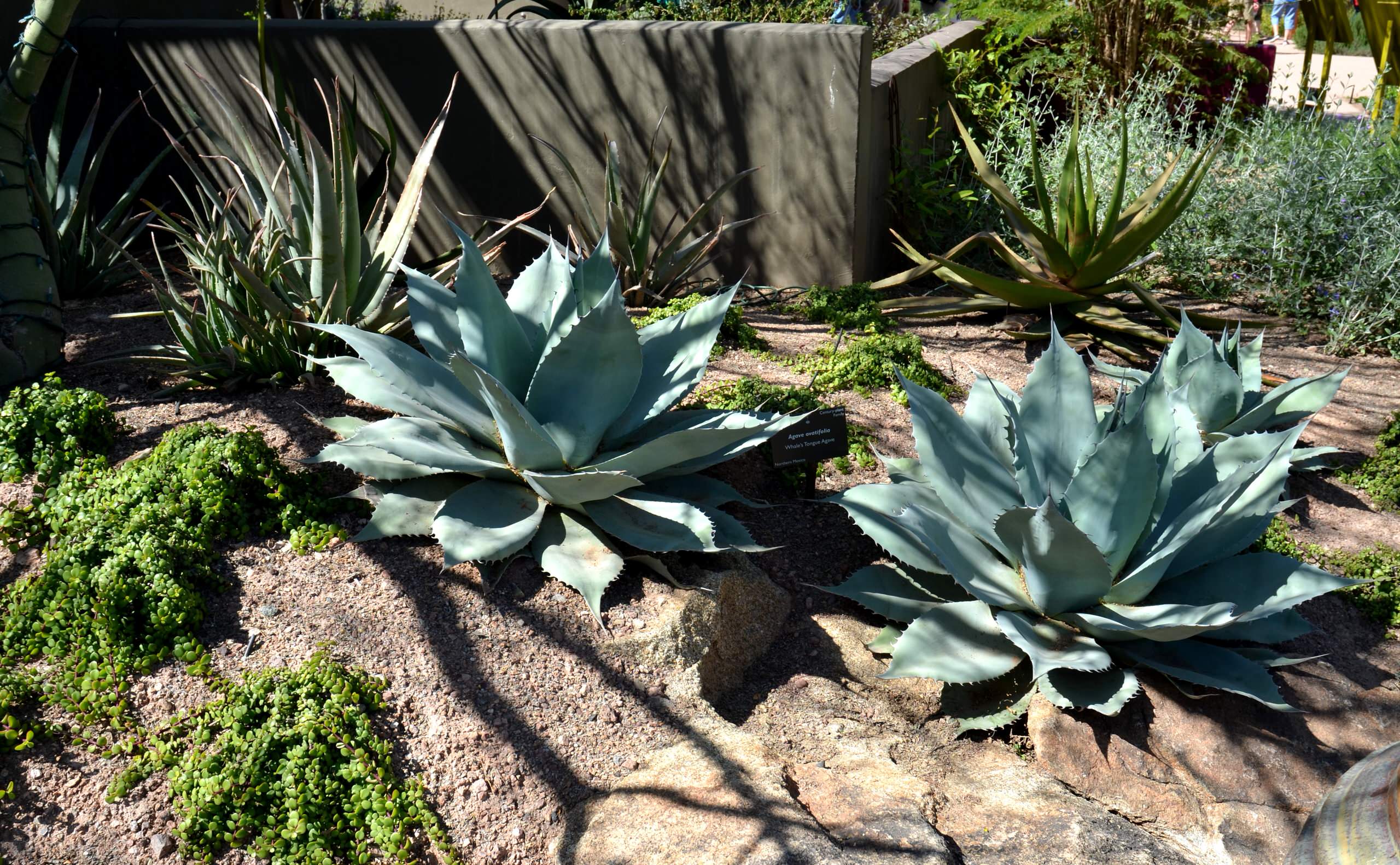 Agave ovatifolia 'Awakening Angel' 202アガベ Agave ovatifolia