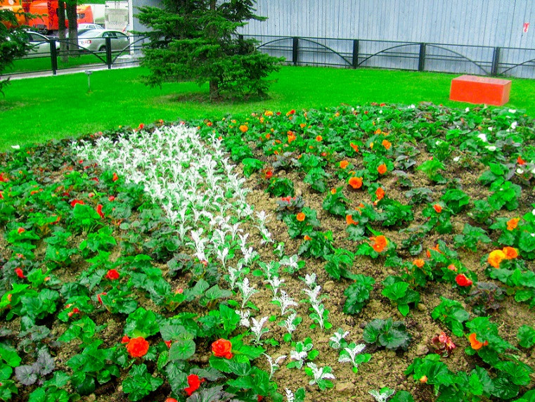 Создание клумб и цветников