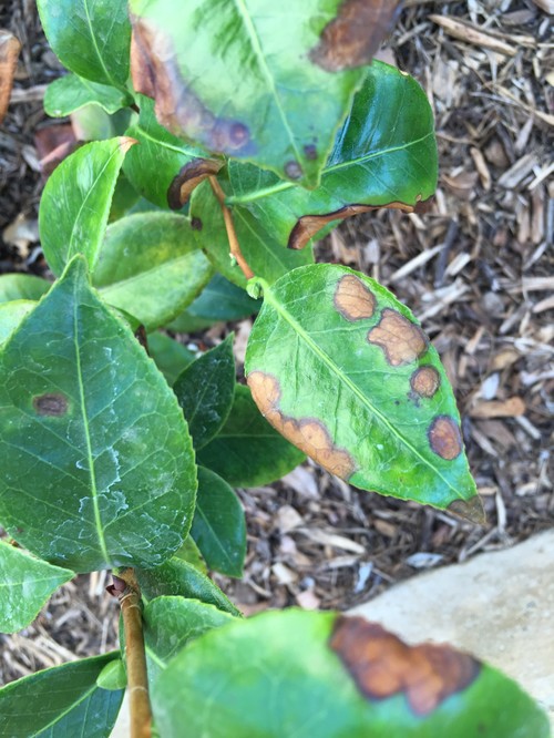 Camellia leaf browning and curling