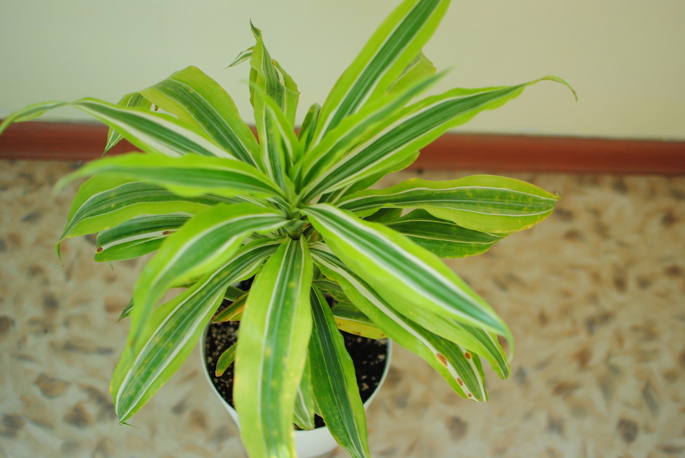 dracaena trifasciata common name Black Coral main image 1