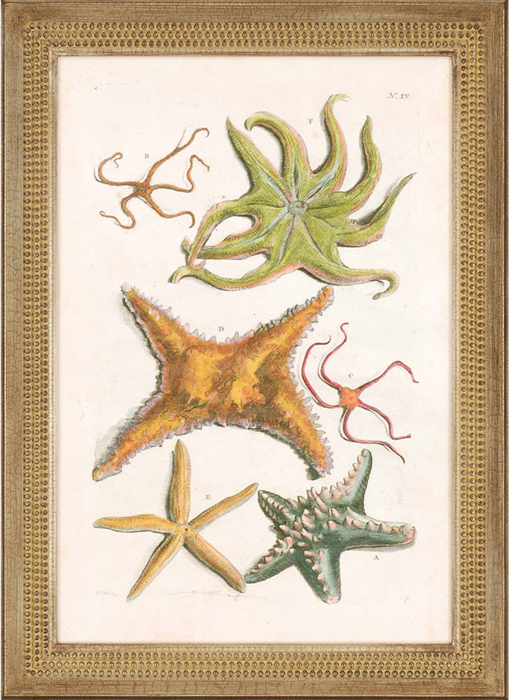 Starfish Illustre Artwork, 26"x36"