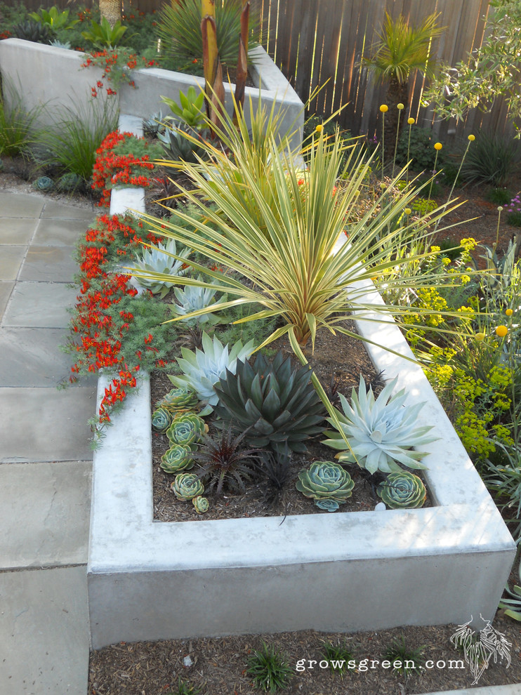 Modern Succulent Garden San Francisco By Growsgreen Landscape Design Houzz