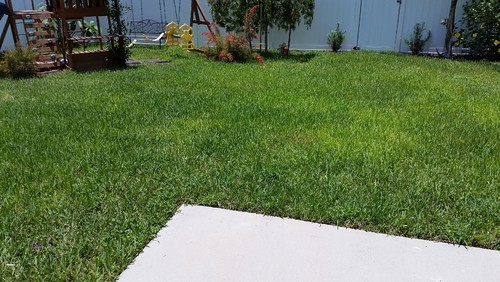 Yellowing patches in Saint Augustine grass.
