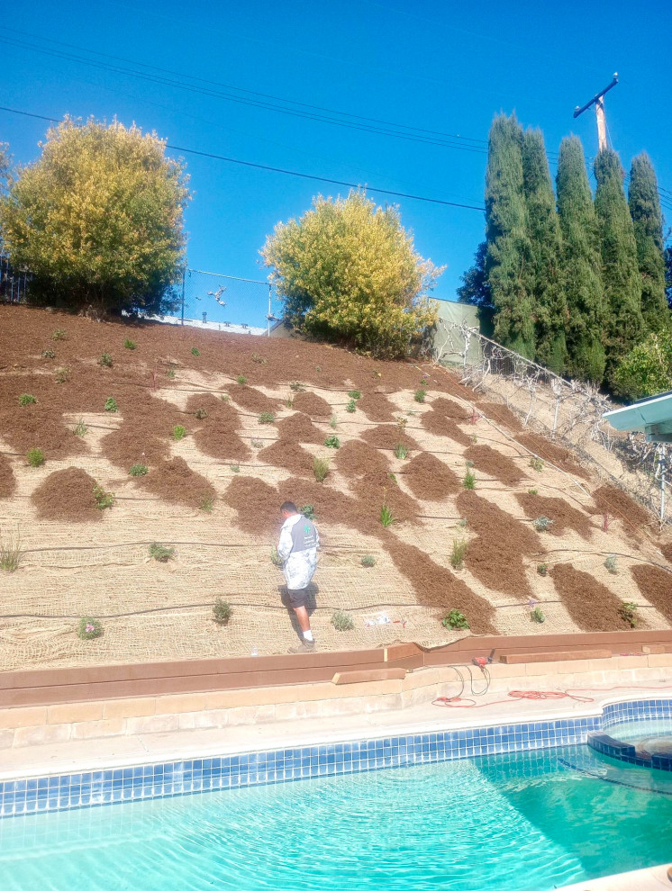 Backyard Renovation