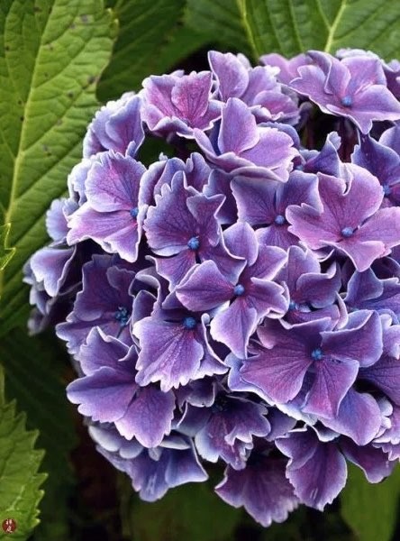 Variety of gorgeous white picotee purple hydrangea?