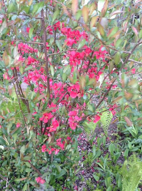 Help Identify these flowering shrubs please