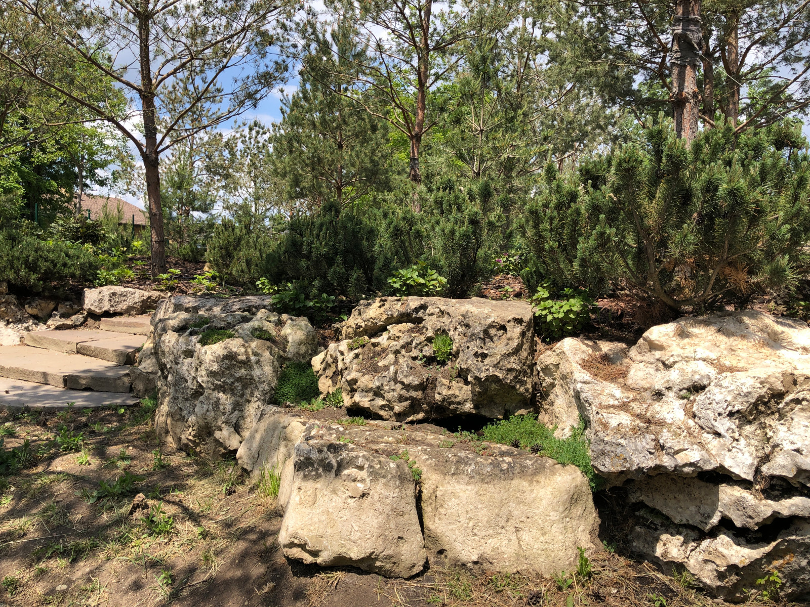 Горный сосновый лес