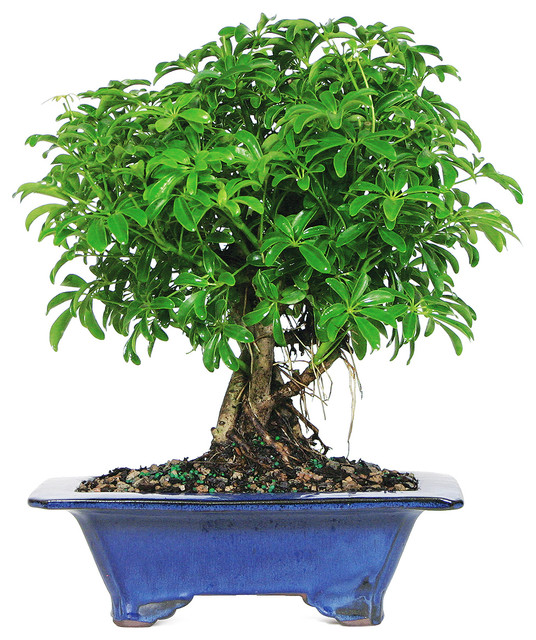 Dwarf Hawaiian Umbrella Tree Bonsai Tree Asian Plants by Brussel