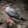 seabirdguano