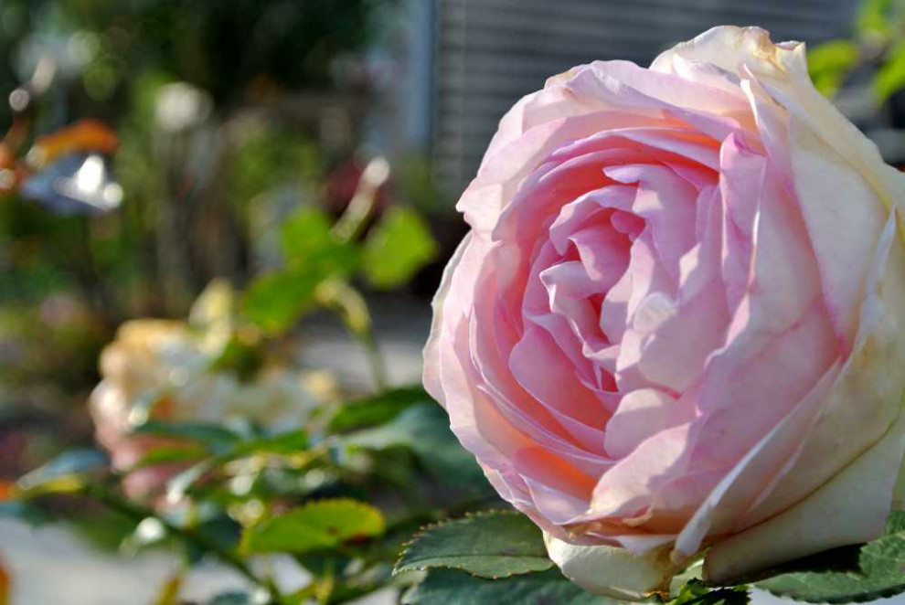 Reihenhausgarten im Retro-Chic