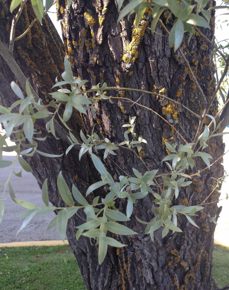 Iedison Tree Help ID Tree