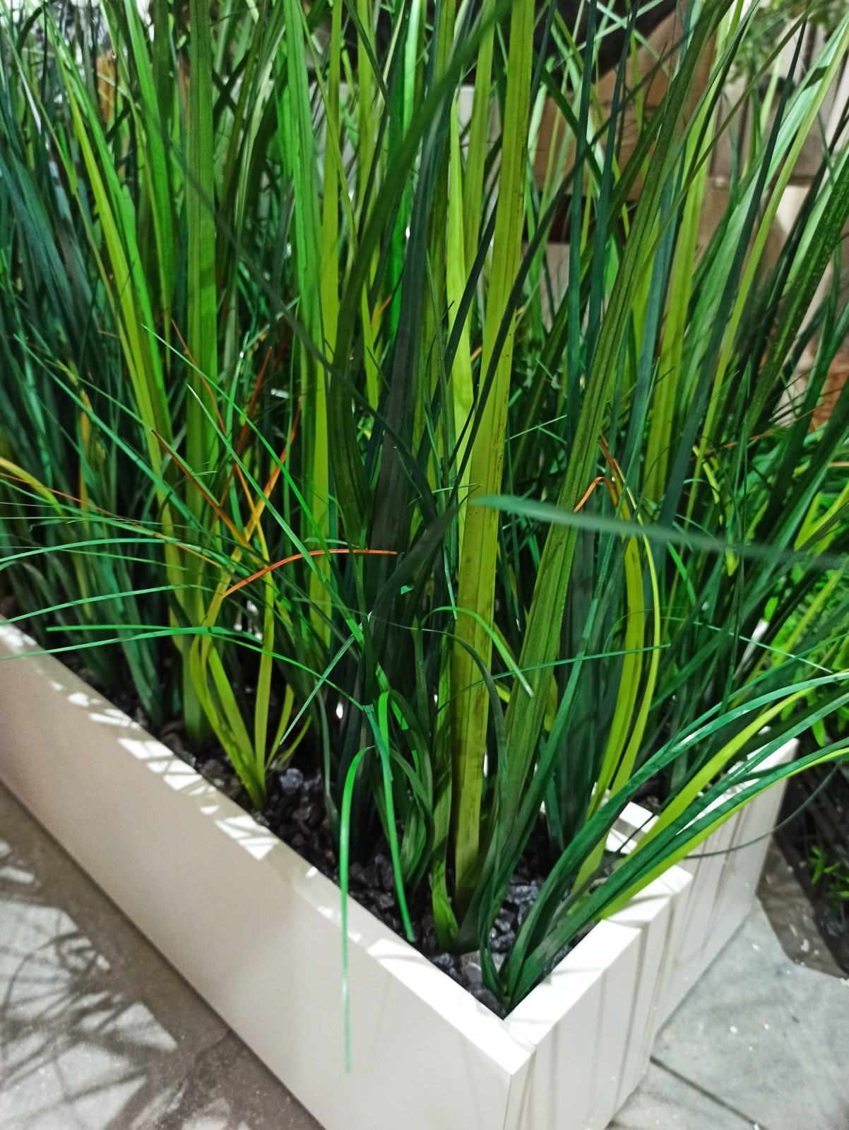 Трава осока (контейнерное озеленение)