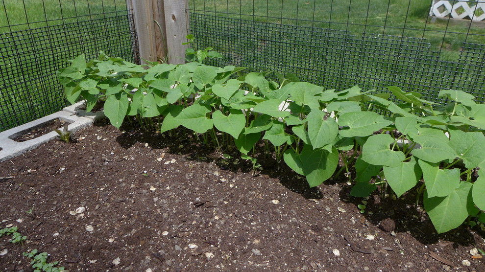 Rocdor Beans not germinating?