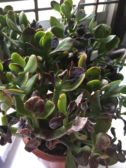 41 best cactus and succulents images on Pinterest | Cacti, Plants ...