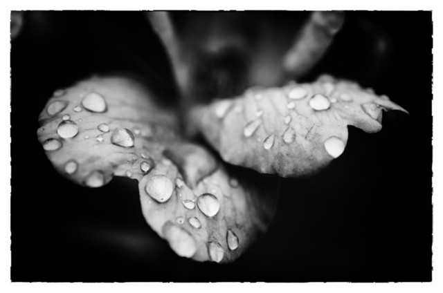 Raindrops On Wild Rose Black And White Floral Unframed Wall Art Print Contemporary Photographs By Pi Photography Wall Art Fine Art