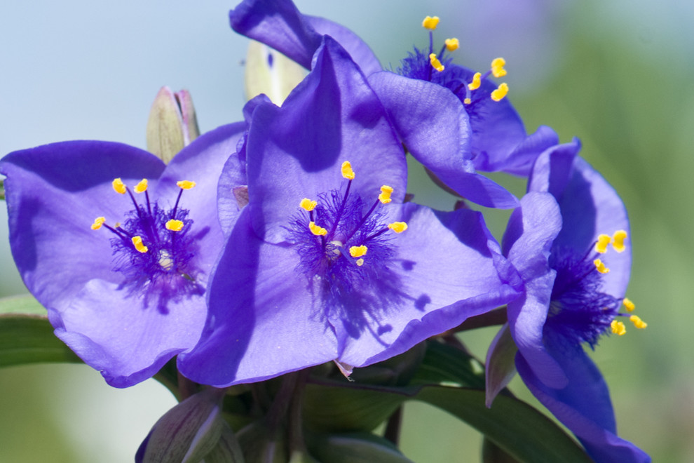 Great Design Plant: Tradescantia Ohiensis Adds Shades of Blue