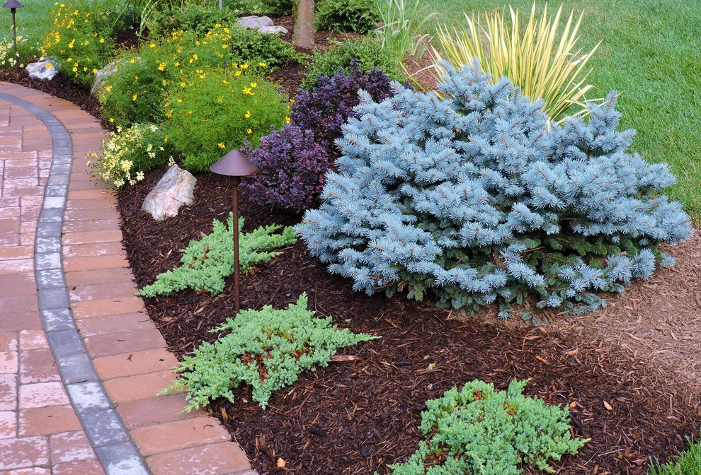 Dwarf Blue Spruce, Nana juniper, Coreopsis, Crimson Pygmy barberry
