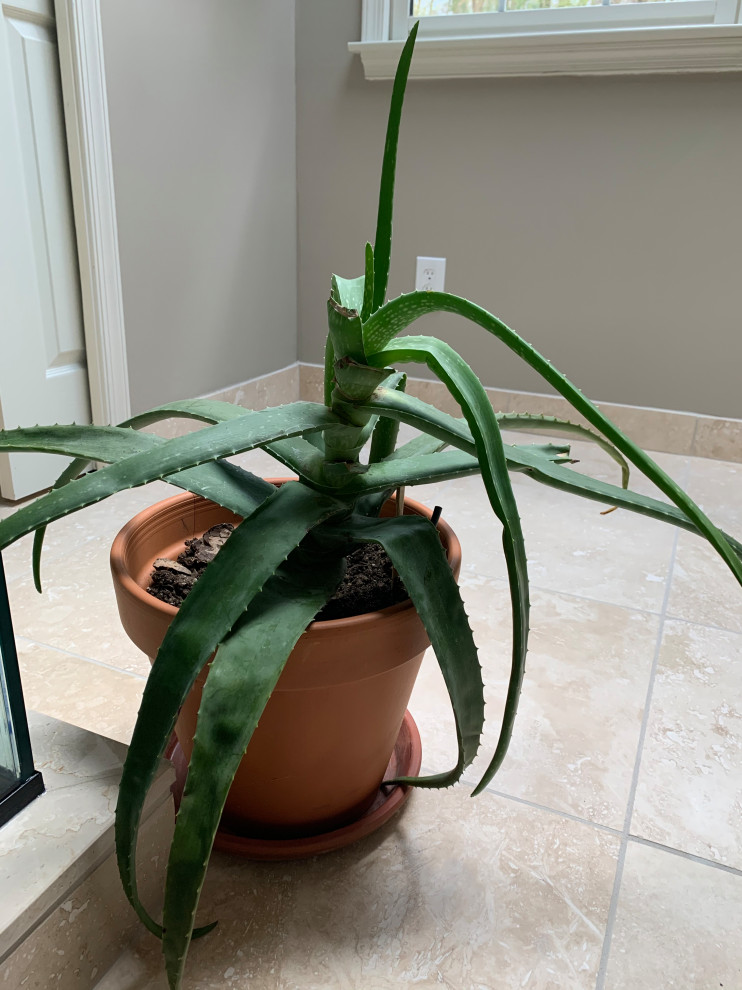 Help with sad looking aloe vera and her pups! | Houzz Forum