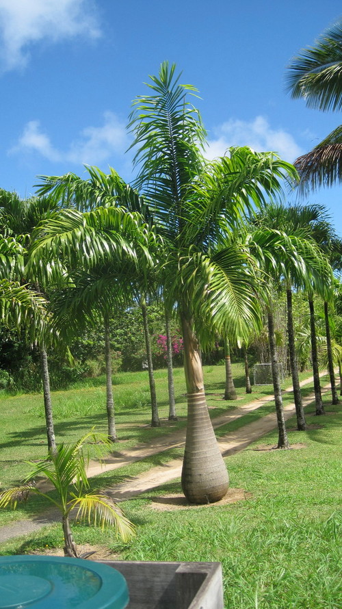 Mature Royal Palm Trees 47