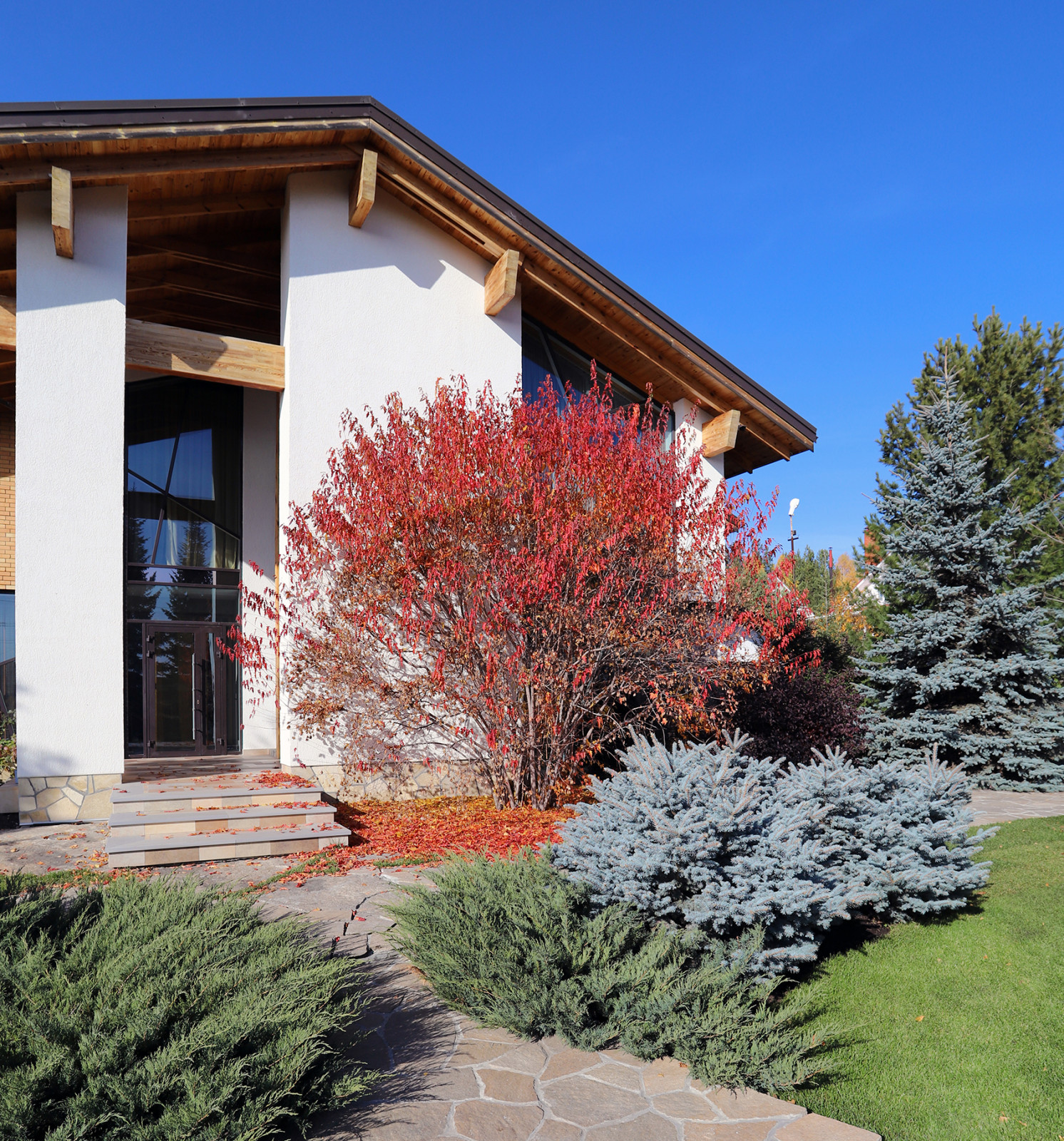 Сад с большими пихтами