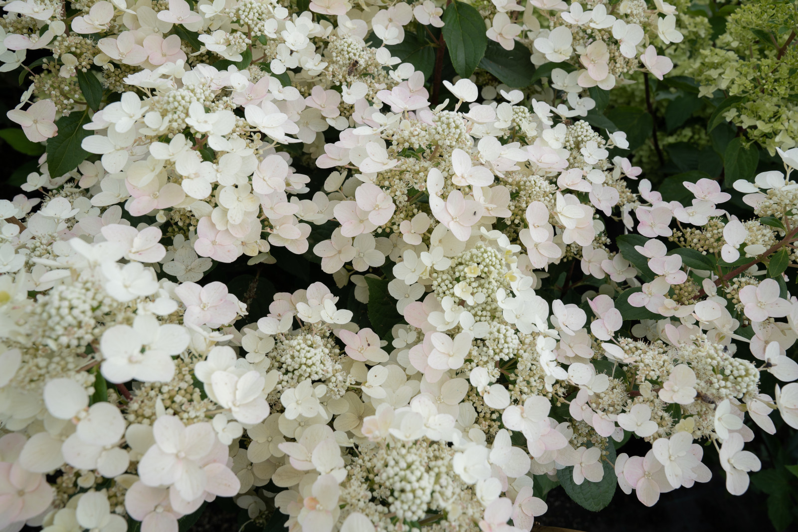 Гортензии для сада премиум-класса