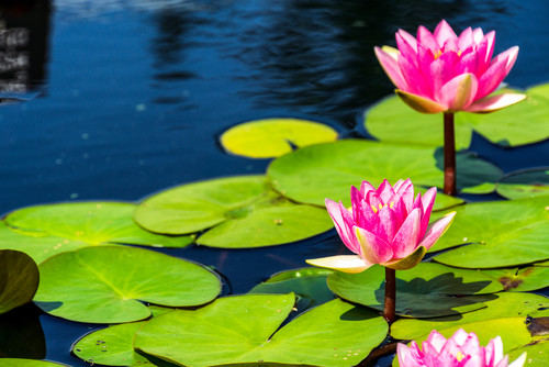 涼しげな水生植物とともに自然を感じる暮らし Houzz ハウズ