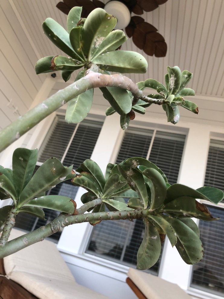 What Is White Fungal Adenium Disease? – QMMH