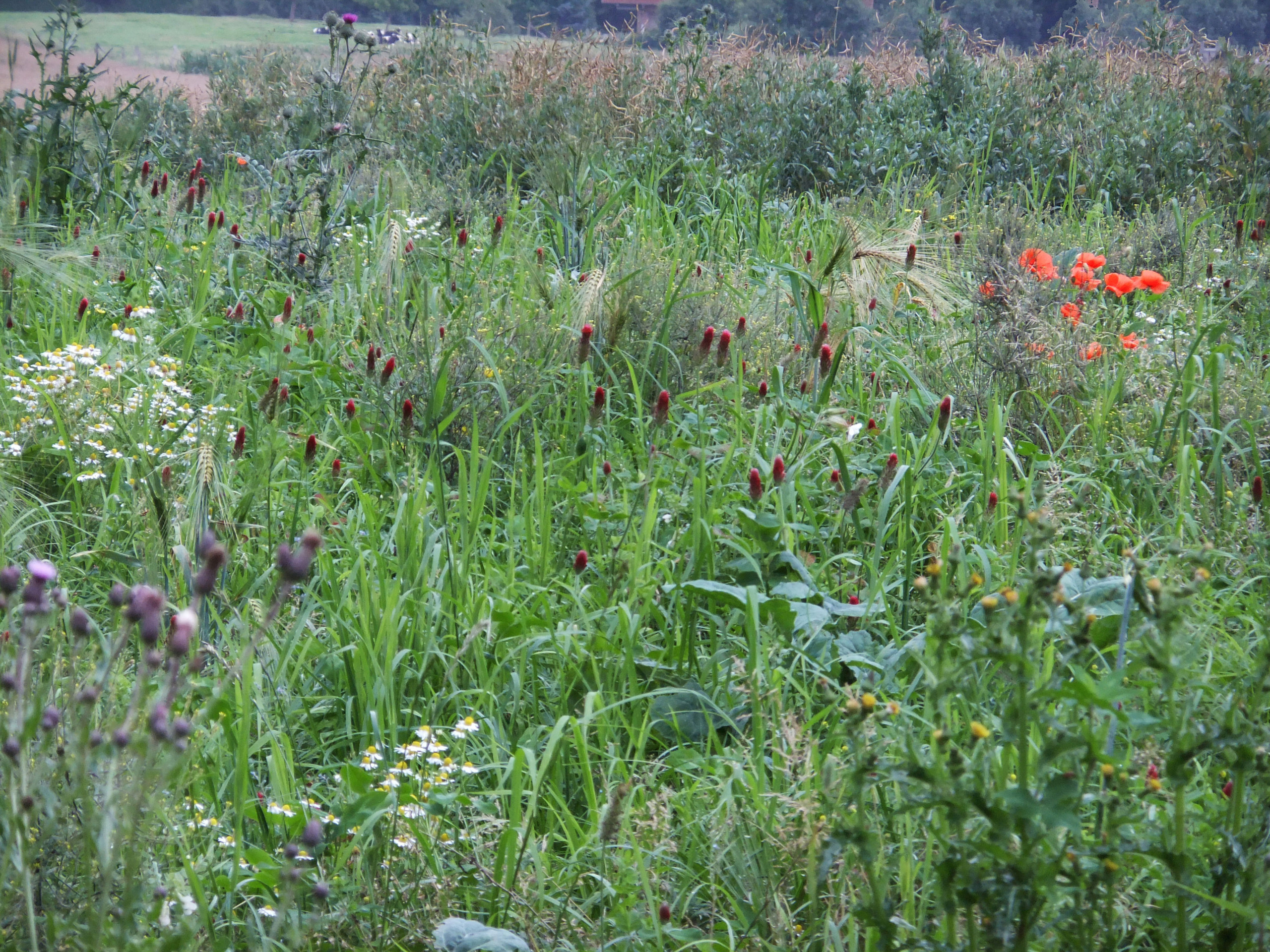 Species -rich meadow
